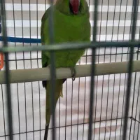 طوطی ملنگو ماده یک ساله|پرنده|رباط‌کریم, انجم آباد|دیوار