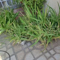 گلدان|گل و گیاه طبیعی|شیراز, شیشه‌گری|دیوار