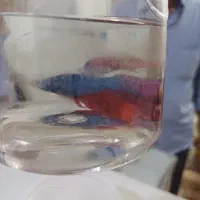 فایتر|ماهی|قم, کلهری|دیوار