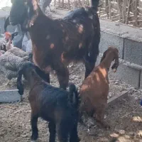 فروش بز با دو کهره ماده
