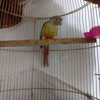 مولد گرینچیک تضمینی با قرمزی بالا، با کل لوازم|پرنده|مشهد, ویلاشهر|دیوار