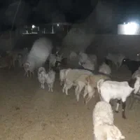 کهره چاق سبک|حیوانات مزرعه|سیرجان, |دیوار