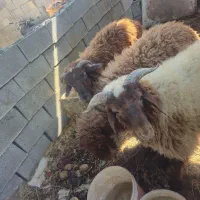 جاده اهواز  اندیمشک روستای راضی حمد|حیوانات مزرعه|کرخه, |دیوار