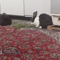 خرگوش با بچه|موش و خرگوش|زاهدان, |دیوار