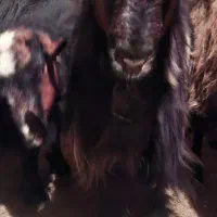 چپش ابستن|حیوانات مزرعه|چادگان, |دیوار