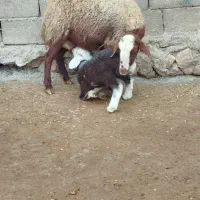 ۱۱ راس میش و بره