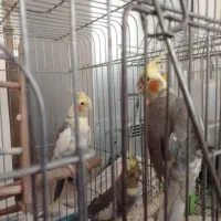 عروس هلندی ماده|پرنده|تهران, جی|دیوار