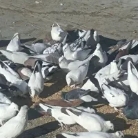 کبوترنقشی|پرنده|اصفهان, قلعه جوم|دیوار