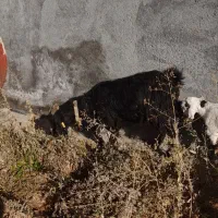 بز دو قلوزا|حیوانات مزرعه|شهرکرد, |دیوار