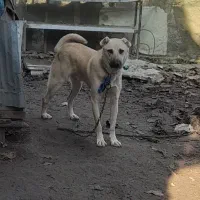 سگ گله همدان