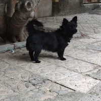 پاکوتاه سرابی ماده
