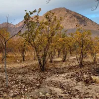 زمین کشاورزی