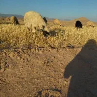 سلام یک عدد میش ترو سیاه ابستن