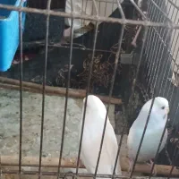 کوتوله برزیلی مرغ عشق