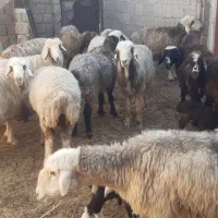 گوسفند ترکی