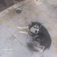 واگذاری  هاسکی|سگ|کرمان, |دیوار