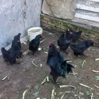 تخم مرغ مرندی و محلی اصیل