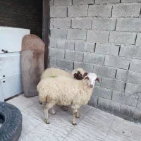 تعدا 2راس گوسفند کاور ما داشتی