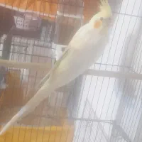 عروس هلندی ، م با ملنگو یا جوجه راهب