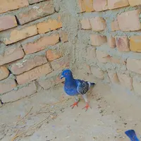 کبوتر پلاکی مسافتی|پرنده|سراوان, |دیوار