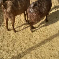 گیسه کهره دار و بز رومایه جوان|حیوانات مزرعه|مرودشت, ده بید|دیوار