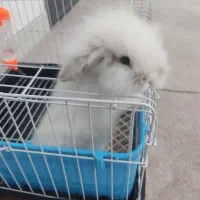 خرگوش لوپ اصل ترکیش