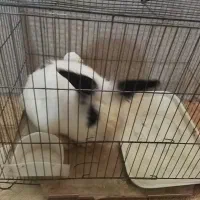 خرگوش لوپ|موش و خرگوش|اسلام‌شهر, مطهری|دیوار