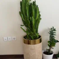 گل کاکتوس