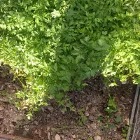 شتل گوجه کوردی درجه یک