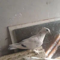 دوعددپرنده پلاکی گرفتنی باضمانت|پرنده|بروجرد, |دیوار