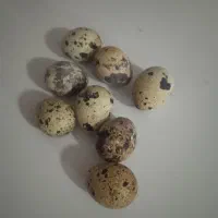 تخم بلدرچین