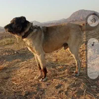 سگ‌گله‌ای