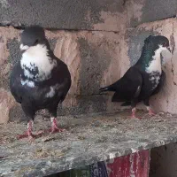 کبوتر فروشی سینه دق