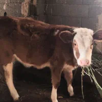 گاو|حیوانات مزرعه|نوشین شهر, |دیوار