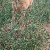 سگ ماده پژدر|سگ|قزوین, |دیوار