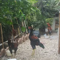 خروس لاری 7 ماهه آماده