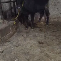 حیوانات مزرعه