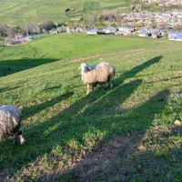 قوچ دو دندان