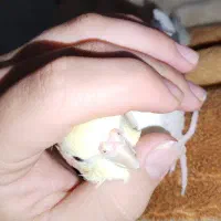 عروس. کوتوله. گرینچیک