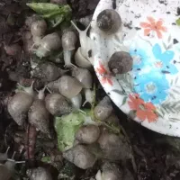 حلزون خانگی