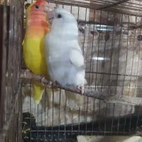 فروش و معاوضه جفت کوتوله  راهب گرینچیک قفس ۶ خان|پرنده|قنوات, |دیوار