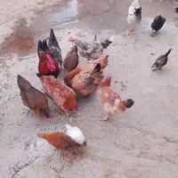 خروس|حیوانات مزرعه|بانش, |دیوار