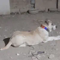 ماده خراسانی اصیل|سگ|سبزوار, قائم|دیوار