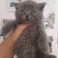 بریتیش لانگ هیر