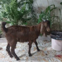یک عدد بیگ نر