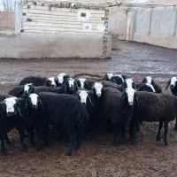 بره نروماده|لوازم جانبی حیوانات|اسفرورین, |دیوار