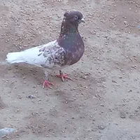 کبوتر