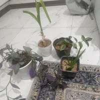 خانه واشپزخانه|گل مصنوعی|یزد, |دیوار