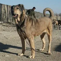 پذیرش واگذاری سگ