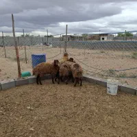 میش هیترو ۵ راس